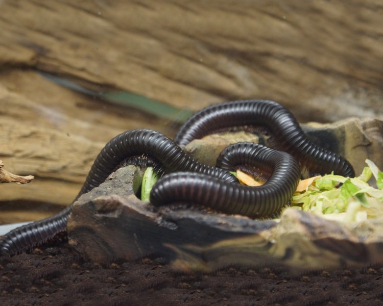 Giant African Millipede - Millipede